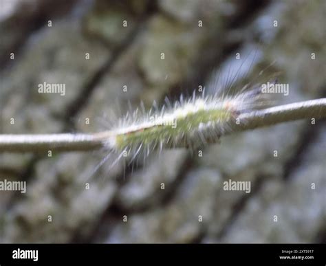 White-marked Tussock Moth (Orgyia leucostigma) Insecta Stock Photo - Alamy