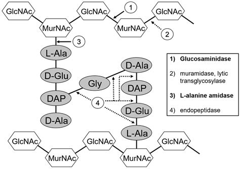 Thermophile Lytic Enzyme Fusion Proteins that Target Clostridium ...