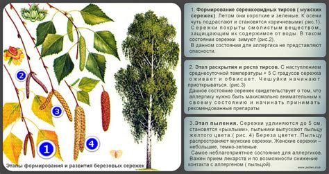 Стадии формирования березовых сережек. - 24.01.18 12:56 | Пикабу