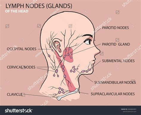 Occipital Lymph Node Location