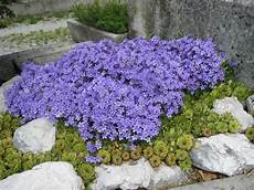 fiori perenni per aiuole la canula il fiore preferito dalle fate e dai folletti fiori perenni per aiuole la canula il fiore preferito dalle fate e dai folletti