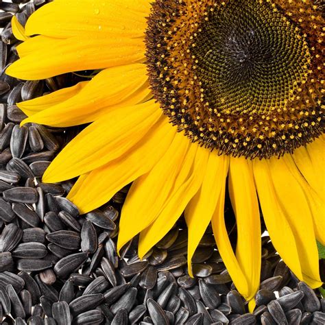 Bulk Sunflower Seeds - Black Oil Microgreen | Bulk Wildflowers