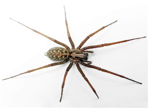 Giant House Spider Oregon Bite at Lucinda Abadie blog