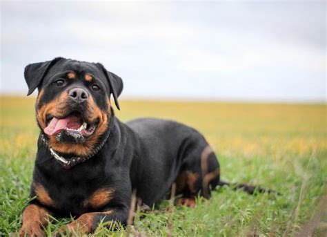 Rottweiler Meet Up Party, Dogtopia of Southlake (2225 W. Southlake Blvd ...