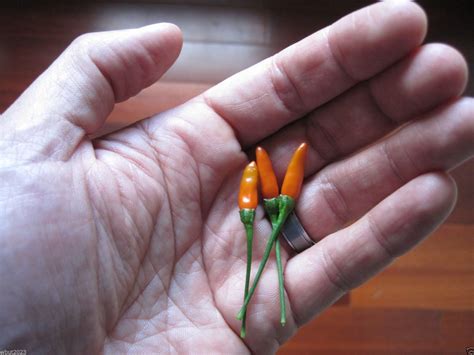 Buy Pepper, Siling Labuyo, Filipino Bird's Eye Chili ~ 10 , Very Rare ...