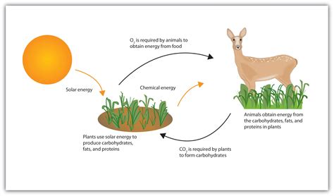 Chemical Energy Pictures For Kids