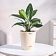 Ugaoo Peace Lily Live Plant with Self Watering Pot - Spathiphyllum ...