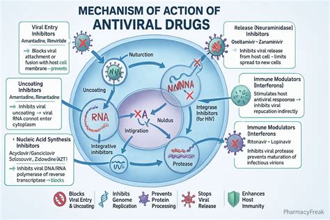 Drug Mechanism