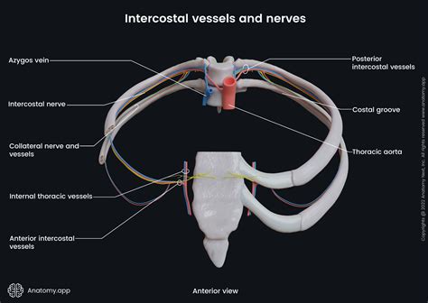 Intercostal Arteries Maintaining The Permanence Principle For Death