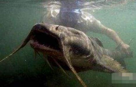 世界十大最凶猛淡水鱼，亚马逊鲇鱼能扯断承重400斤的鱼线_排行榜123网