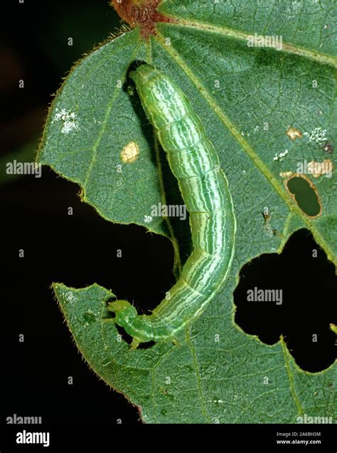 Caterpillar damage on cabbage hi-res stock photography and images - Alamy