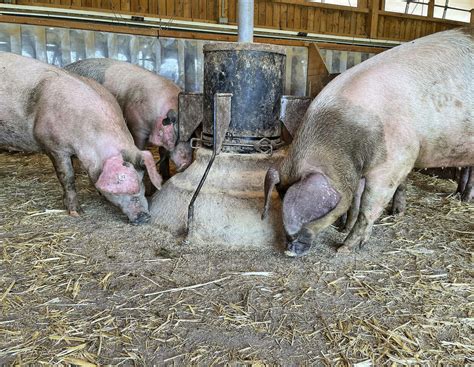 Bioschweinehalter entwickelt neuen Futterautomat für mehr Tierwohl ...
