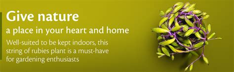 HILLMART Live succulent plant (String of rubies Othonna capensis) ruby ...