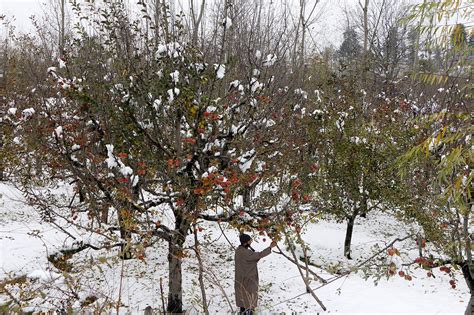 Kashmir’s Fruit Growers Bear the Brunt of the Coronavirus Pandemic ...