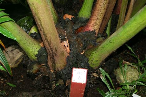 Angiopteris evecta - Giant Fern | The Australian Botanic Garden Mount Annan