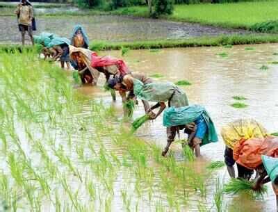 Goa's agriculture department gears for Kharif paddy season - Times of India