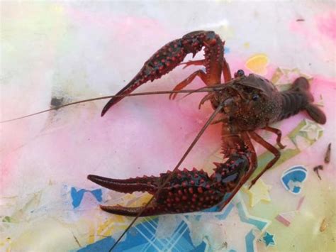 日媒：日本拟将小龙虾定性为特定外来生物_手机新浪网