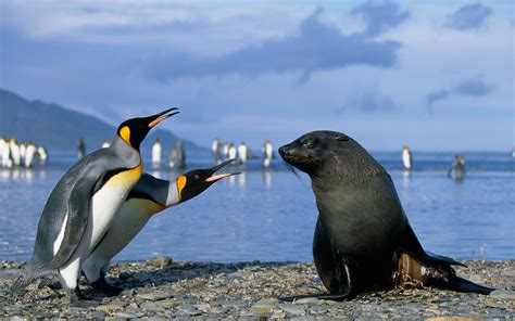 penguins, Seals, Birds, Beach, Animals Wallpapers HD / Desktop and ...