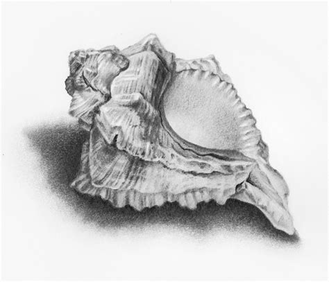 Image result for Shell Shape Drawing