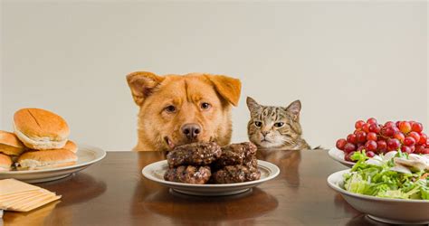 Can Cats Safely Eat Dog Food? - Dogs & Kittens