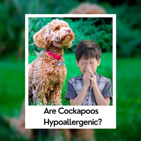 Image result for Cockapoo Hypoallergenic Dogs