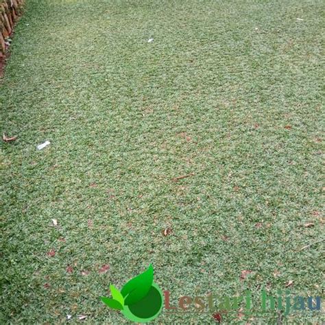 Jual Rumput gajah mini/Rumput taman/Gajah mini/Rumput - Kab. Bogor ...