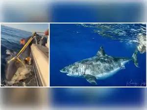 Largest male great white shark tagged in Atlantic resurfaces off ...
