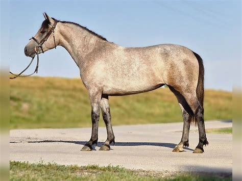 Más ponis/caballos pequeños Yegua 5 años 143 cm Castaño in Deggendorf