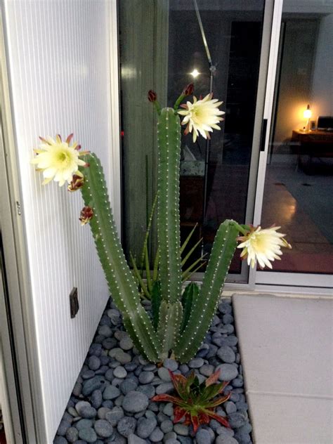 Night Blooming Cactus Cereus: A Guide to Growing and Caring for Night ...