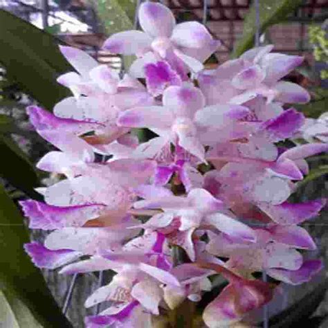 Aer. odoratim X Aer. falcata – EXOTICA ORCHIDS