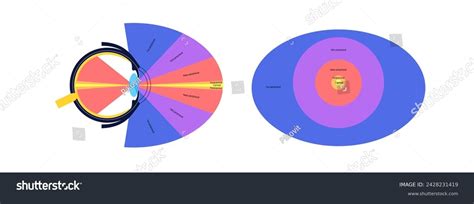 Image result for Peripheral Vision Field of View