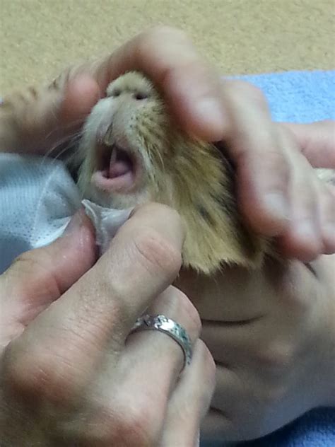 Cavy Savvy: A Guinea Pig Blog: Guinea Pig Broke a Tooth