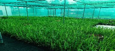 Farmer’s Participatory Quality Seed Production in Sugarcane Organised ...