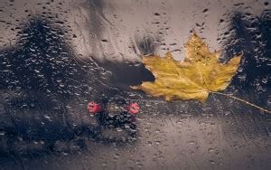 Nature Sticker Poster|Yellow Mapple Leaf In Water|Wall Decor ...