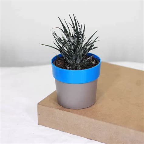 Zebra Haworthia " Window plant" (Haworthia Fasciata) - Plant – Lalit ...