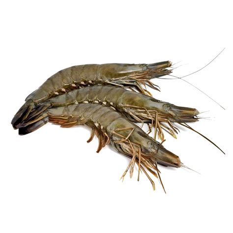 Buy Black Tiger Prawn online | Hong Kong