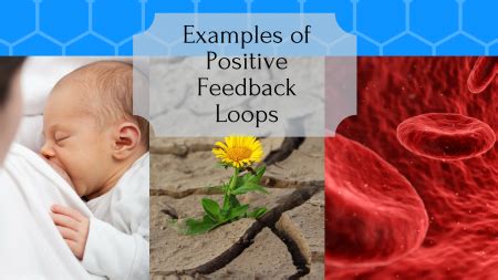 Positive Feedback Loop Examples - Science Trends