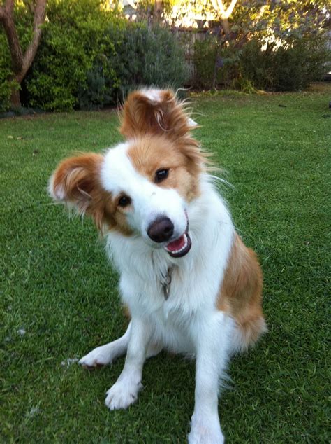 gorgeous golden border collie | Just for Smiles | Pinterest | Collie ...