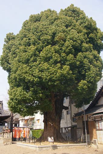 川古巨楠 / Giant Camphor Tree of Kawago