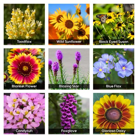 Prairie Flowers