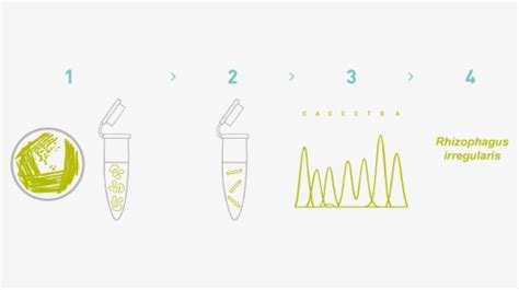 Image result for DNA Barcoding Plants