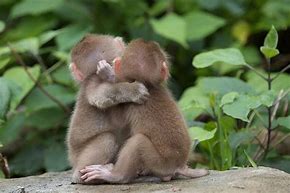 Image result for Cute Animals Giving a Hug