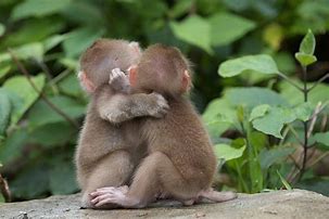 Image result for Cute Animals Hugging