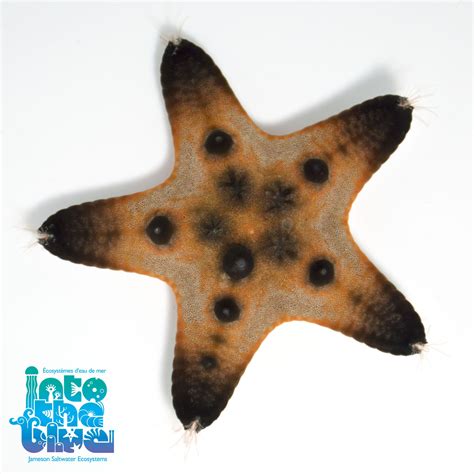 Chocolate Chip Sea Star