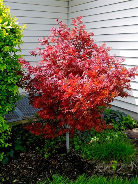 Miniature Japanese Maple Tree