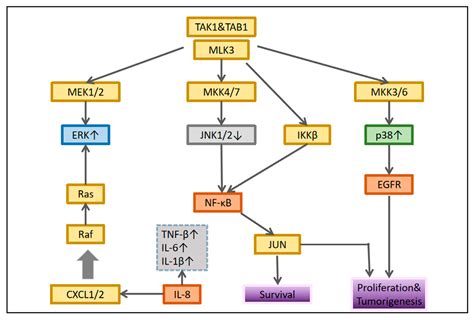 MAPK Signaling Pathway in Oral Squamous Cell Carcinoma: Biological ...