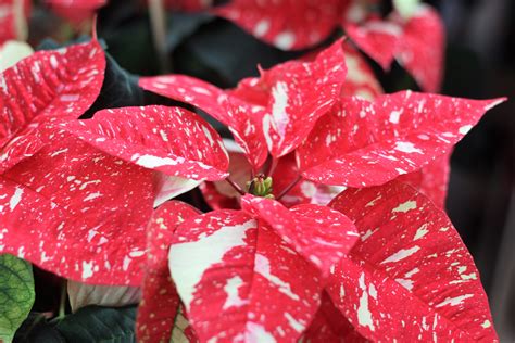 red poinsettia flower free image | Peakpx