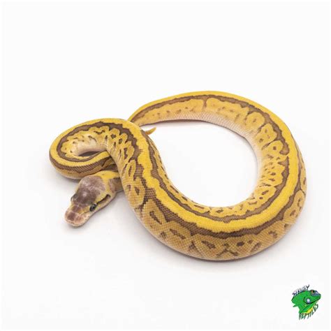 Image result for Python Snake Puzzle 60 PCs