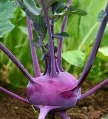 Organic Purple Vienna Kohlrabi Seeds for Planting – Non-GMO, Heirloom ...