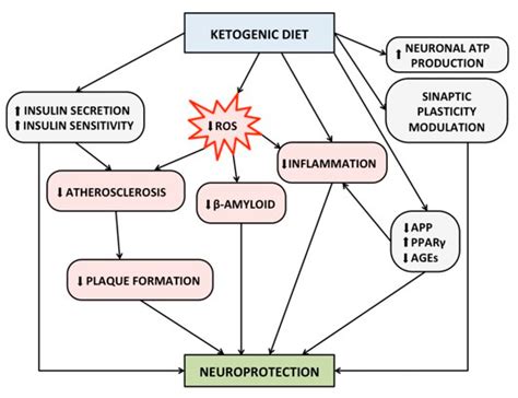 Influence of the Mediterranean and Ketogenic Diets on Cognitive Status ...